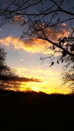 Silhouette of trees at sunset