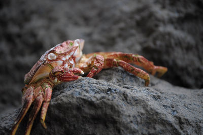 Close-up of crab on rock