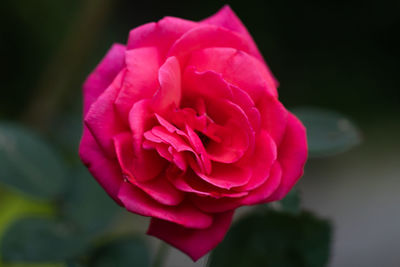 Close-up of pink rose