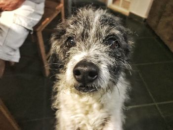 Close-up portrait of dog