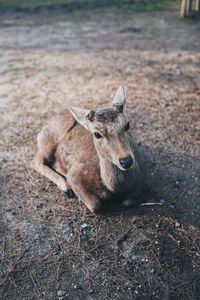 Portrait of deer lying on field