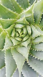 Close-up of leaves