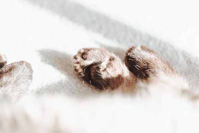 Close-up of cat sleeping