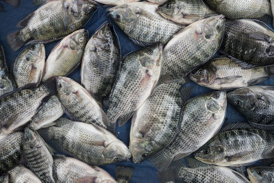 Directly above shot of fish for sale in market