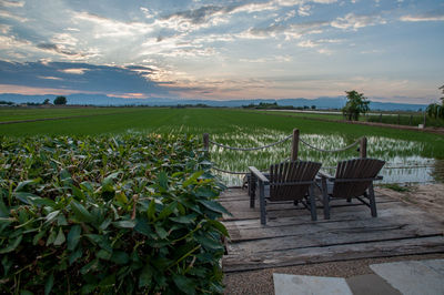 Plants on field against sky during sunset