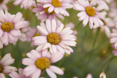 Close-up of flowers