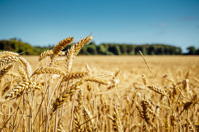 Close-up of wheat growing on field against sky