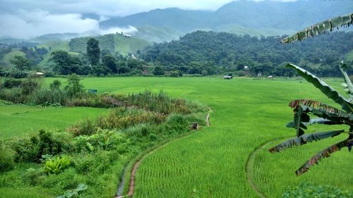 Scenic view of rice field against sky