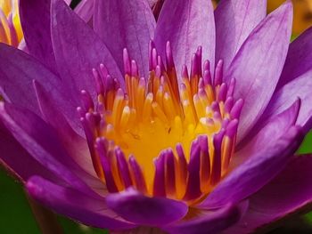 Close-up of purple water lily