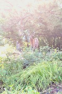 Horse in a field