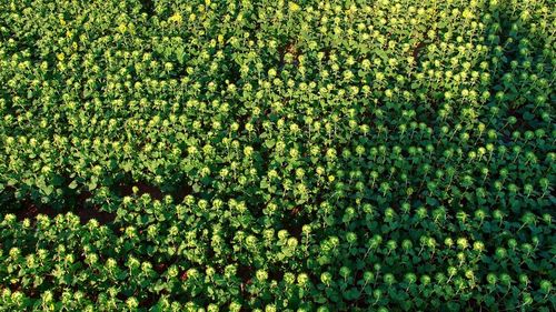 Full frame shot of flowering plants on field