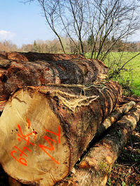 View of bare tree on field