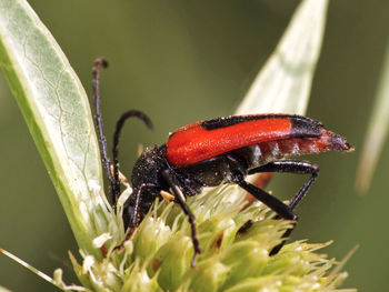 Close-up of insect on plant