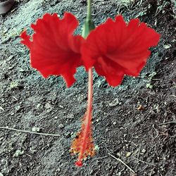 Close-up high angle view of red flower