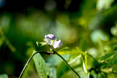 Close-up of white flowering plant