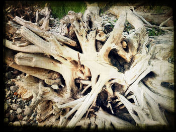 Full frame shot of logs