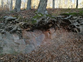 Close-up of tree trunk in forest