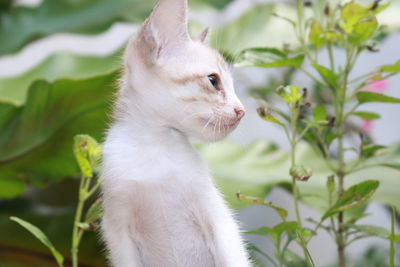 Close-up of a cat looking away