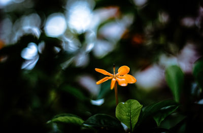 Close-up of orange flowering plant