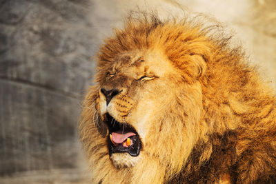 Close-up of a yawning lion