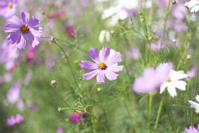 Close-up of pink flowering plants