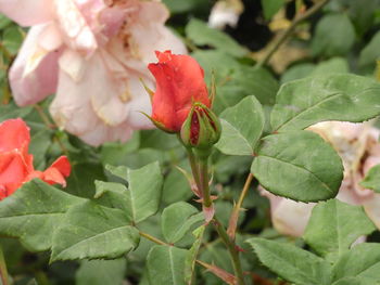 Close-up of red flowering plant