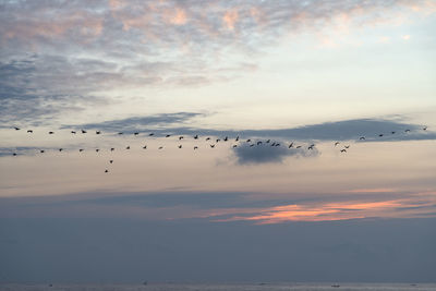 Silhouette birds migrating over sea against sky during sunrise