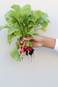 Midsection of person holding strawberry plant