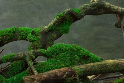 Close-up of moss growing on tree