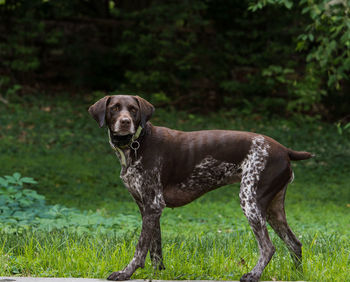Dog on grassy field