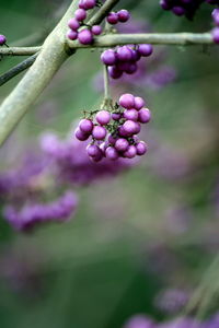 Close-up of grapes growing on plant