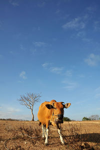 Cow standing on field against sky