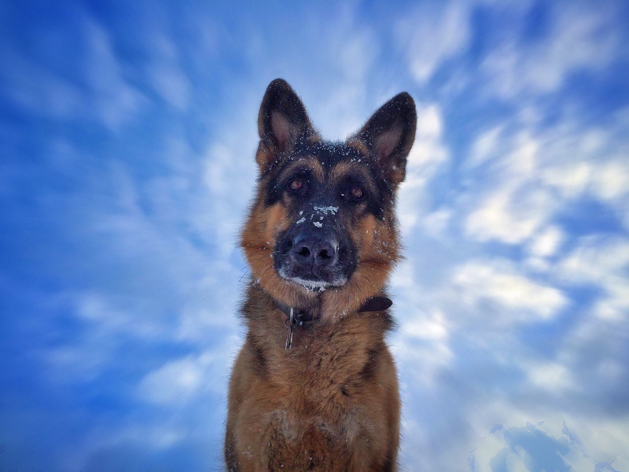 animal themes, mammal, one animal, domestic animals, sky, pets, dog, portrait, cloud - sky, looking at camera, low angle view, animal head, cloud, blue, animal hair, no people, outdoors, front view, cloudy, nature