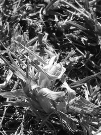 Full frame shot of plants