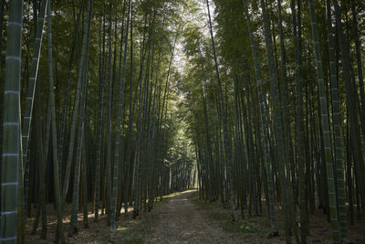 View of bamboo trees in forest