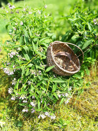 Close-up of snail on plant