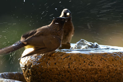 Close-up of birds perching on lake