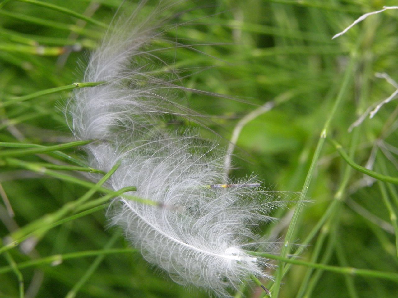 CLOSE-UP OF DANDELION GROWING OUTDOORS