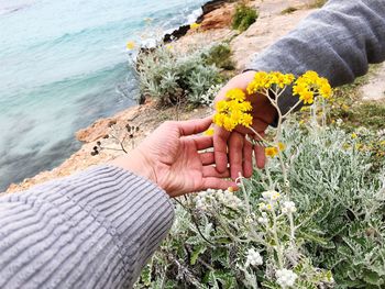 Cropped hands of people by yellow flowering plant at beach