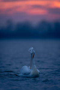 Close-up of pelican