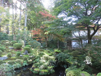 Trees in forest