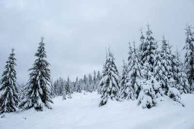 Snow covered trees on land against sky