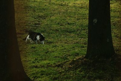 Horse grazing on field