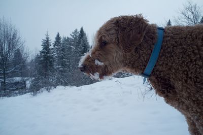 Dog standing on field