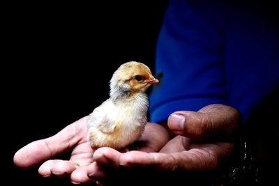 Close-up of hand holding bird against black background