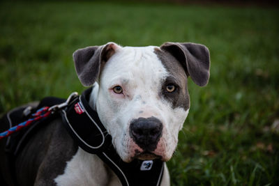 Close-up portrait of dog on field