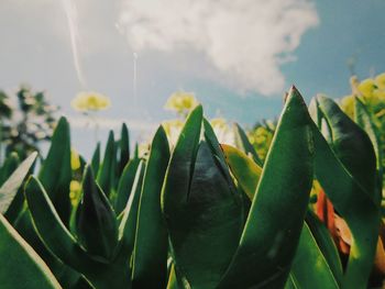 Close-up of succulent plant against sky
