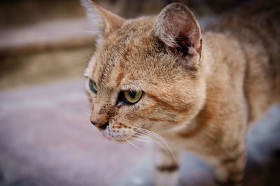 Close-up of a cat looking away