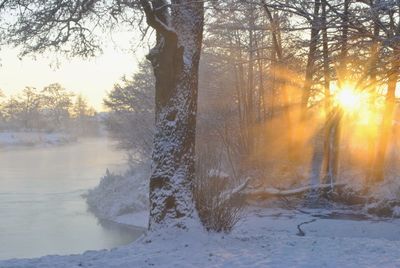 Trees on snow covered landscape during sunset