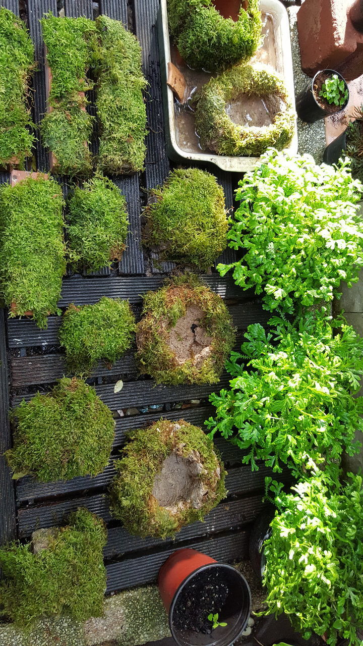 HIGH ANGLE VIEW OF POTTED PLANTS AT GARDEN